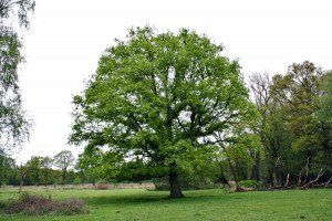 quercus robur (1) (1200 x 800).jpg_product_product